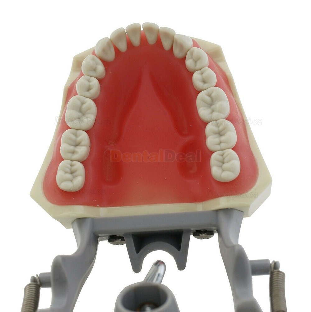 Dental Typodont Model 32Pcs Teeth M8030 Fit Columbia 860